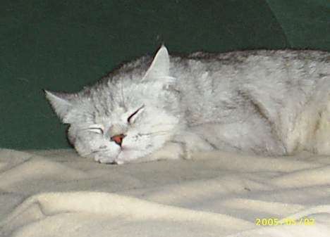British Shorthair Silver billede 7