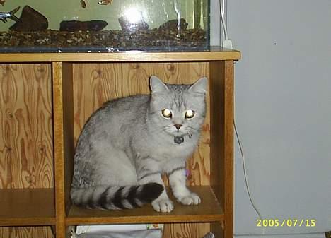 British Shorthair Silver billede 8