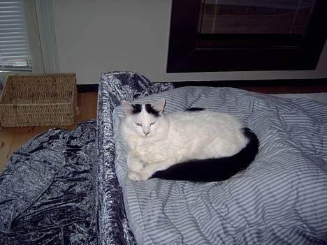 Norsk Skovkat Malle - Tager mig lige en lille lur .. ( som altid ) billede 12