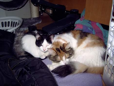 Blanding af racer Mille - Vi tager lige en lille Lur :) billede 14