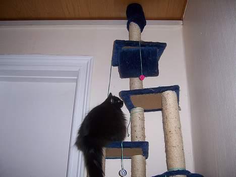 Blanding af racer Ludwig - bred røvet??? nej vel.... billede 2