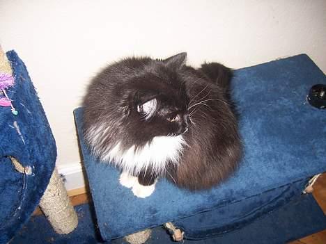 Blanding af racer Ludwig - profil... smukke mig! billede 3