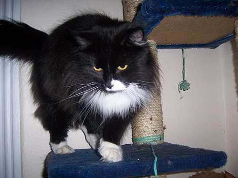 Blanding af racer Ludwig - kom an.... billede 4