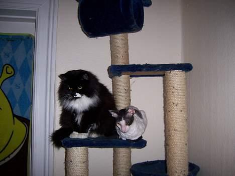 Blanding af racer Ludwig - ludwig og monty.... billede 5