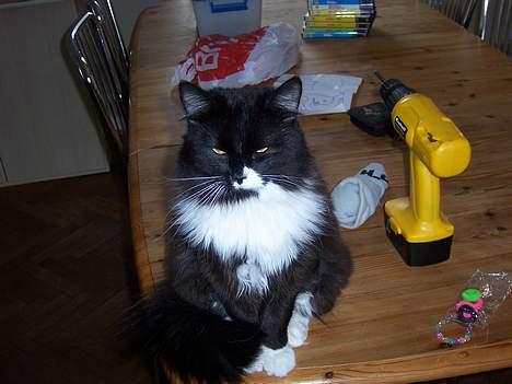 Blanding af racer Ludwig - et lidt yngre billede... billede 6