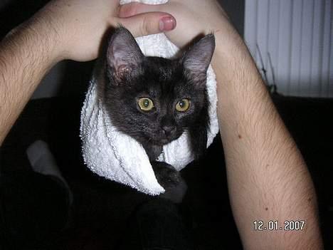 Blanding af racer Vicki - Jeg kan flyve jeg kan glyve billede 1