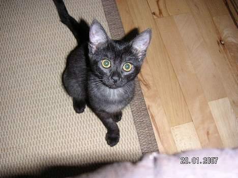 Blanding af racer Vicki - Hvad sker der, der oppe. billede 2