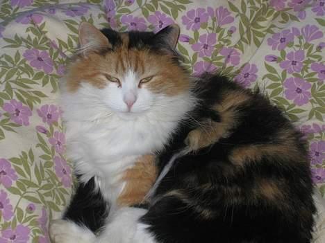 Blanding af racer Frida  billede 13