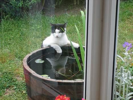 Blanding af racer Prikken *død* - Hun elsker at drikke vand fra vores lille tønde i haven billede 2