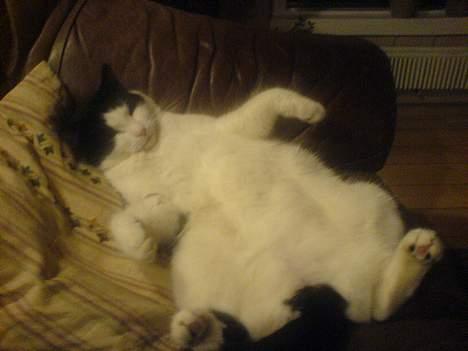 Blanding af racer Prikken *død* - Her er hendes yndlings sove stilling igen ;) billede 3