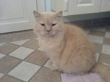 British Shorthair Bamse *død* billede 15