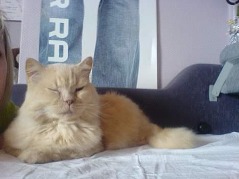 British Shorthair Bamse *død* billede 16