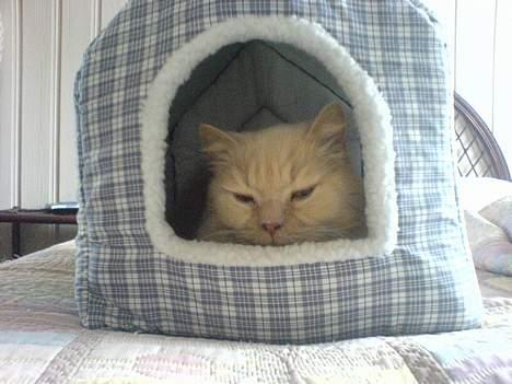 British Shorthair Bamse *død* - Bamse i sit hus. ;) billede 17