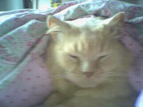 British Shorthair Bamse *død* - Bamse elsker at putte under dynen. ;) billede 18