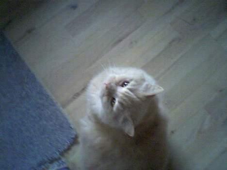 British Shorthair Bamse *død* billede 19