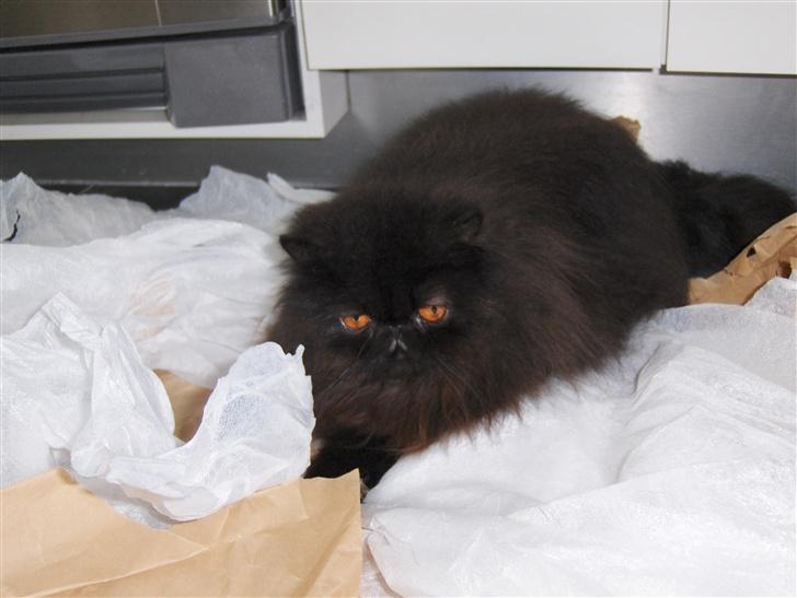 Perser Buffy billede 8