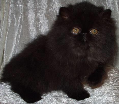 Perser Buffy - Killinge Buffy billede 9