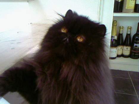 Perser Buffy billede 10