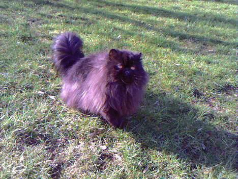 Perser Buffy - Buffy elsker at komme ud billede 11