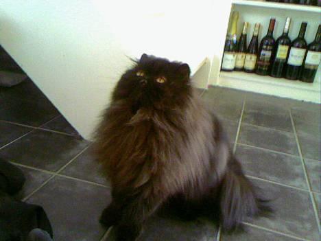 Perser Buffy billede 12