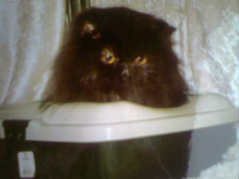 Perser Buffy - Buffy på udstilling billede 13