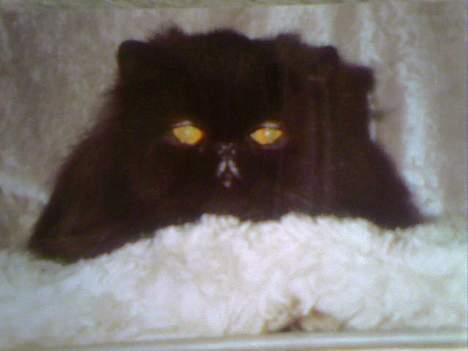 Perser Buffy billede 14