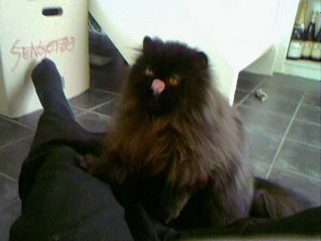 Perser Buffy billede 15