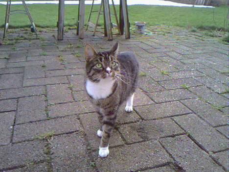 Huskat Boogie billede 12