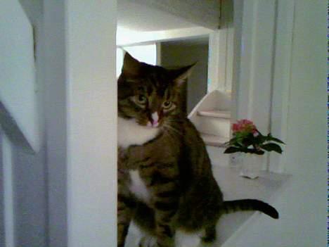 Huskat Boogie billede 16