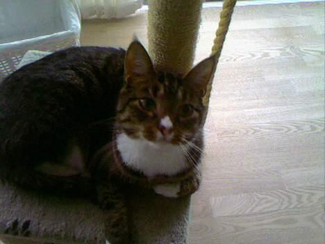 Huskat Boogie billede 17