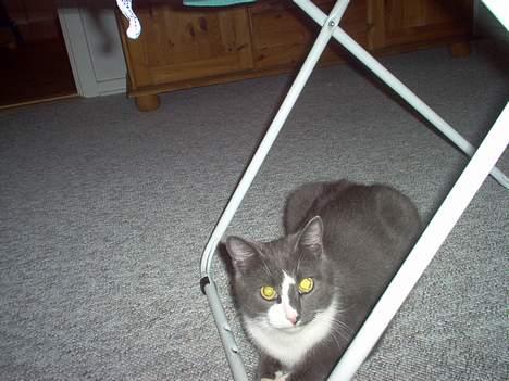 Huskat Pjevs billede 1