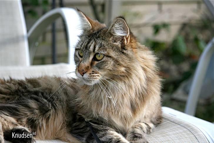 Maine Coon Cassiopeia - 09/07-08 billede 19