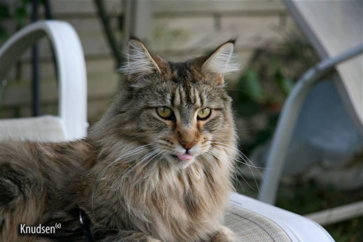 Maine Coon Cassiopeia - 09/07-08 billede 20
