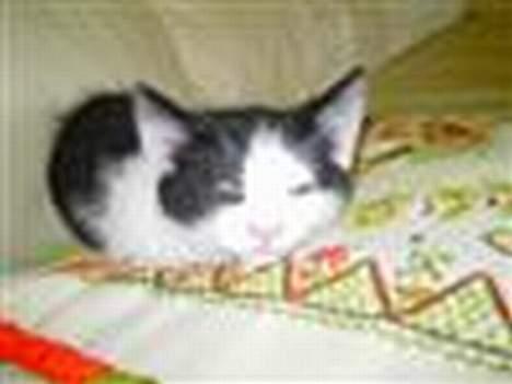 Huskat Basse RIP 2014 - basse som killing... :D billede 18