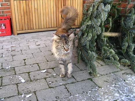 Maine Coon 'Cirkeline' - Hvil i Fred - Vinter 2007 billede 15