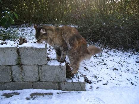Maine Coon 'Cirkeline' - Hvil i Fred - Vinter 2007 billede 16