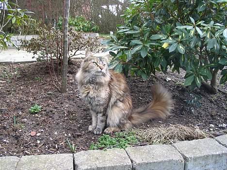 Maine Coon 'Cirkeline' - Hvil i Fred - Forår 2007 billede 17