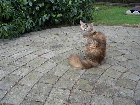 Maine Coon 'Cirkeline' - Hvil i Fred - Forår 2007 billede 18