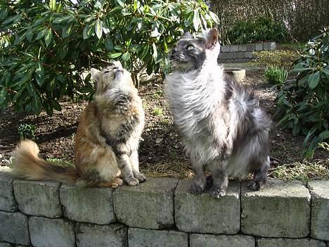 Maine Coon 'Cirkeline' - Hvil i Fred - Forår 2007 - Cirkline og Findus billede 19