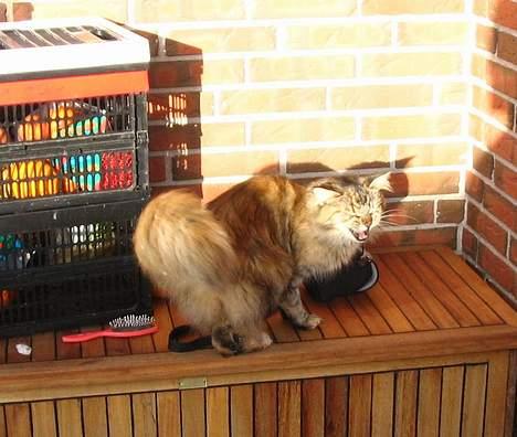 Maine Coon 'Cirkeline' - Hvil i Fred - Vinter 2007 billede 20