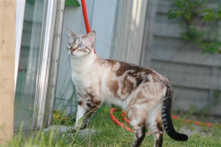 Bengal  Sesse *IP* - Sesse på vej ind i drivhuset for at se om der er noget spiseligt billede 8