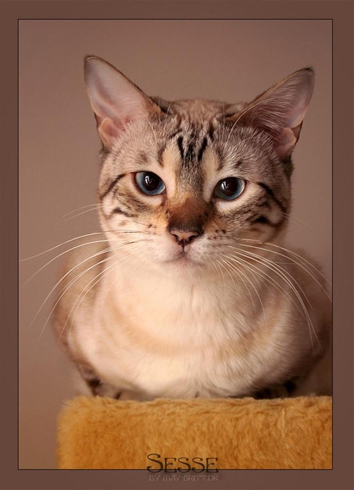 Bengal  Sesse *IP* billede 9