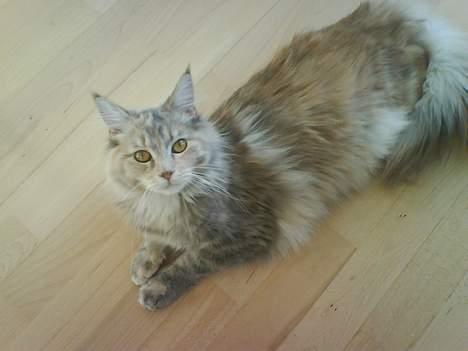 Maine Coon Silke - Davs mit navn er Silke... billede 1
