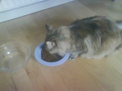 Maine Coon Silke - Blev lidt sulten... billede 2