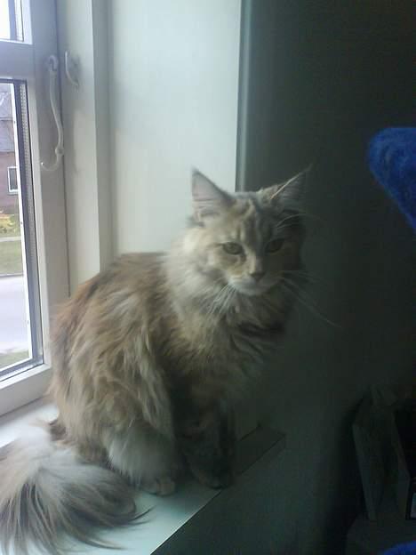 Maine Coon Silke - Hmmm... gider du lige.... billede 3