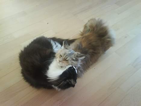 Maine Coon Silke - Ååh hvor er hun træls... hende Bailey...  billede 4