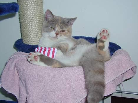 British Shorthair GODTEN  RIP 12/4-2010 - yes  jeg slapper lige af oven på maden billede 1