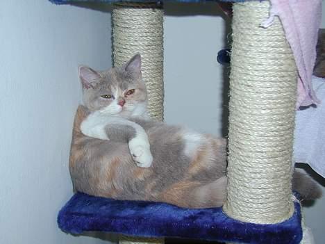 British Shorthair GODTEN  RIP 12/4-2010 - jeg hviler bare jeg sidder ikke fast billede 2