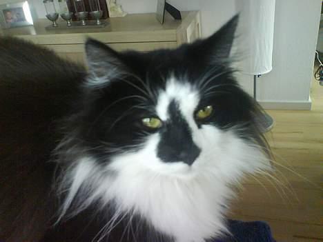 Blanding af racer Bailey - Hejsa... Jeg hedder så Bailey... billede 1