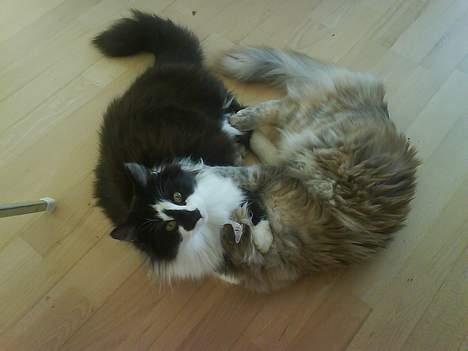 Blanding af racer Bailey - Ha ha... jeg elsker at drille Silke billede 2